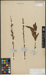 Foto von Salix purpurea L. x Salix viminalis L.